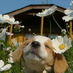 deplorablepuppy (@deplorablepuppy) Twitter profile photo deplorablepuppy (@deplorablepuppy) Twitter profile photo