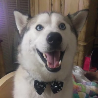 My name is Zeus and I’m a Siberian Husky. I love walks and playing tug of war with my favorite hooman