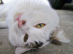 Fudoh_k's profile picture. 写真が好き。でも、対象物は猫と夜景なんですけどね。
ツイートはもっぱらフォロー専門