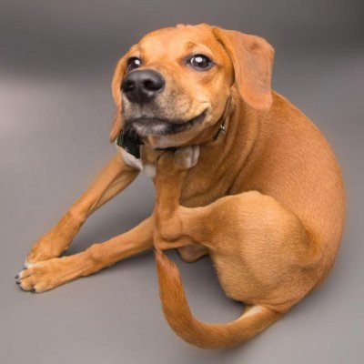 Elayne Boosler's Rescue Dog, Ralph