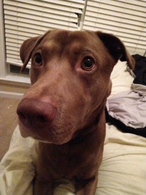 AbdulhaqqImani's profile picture. Eh.