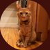 Remy the cat! (@RealRemyTheCat) Twitter profile photo