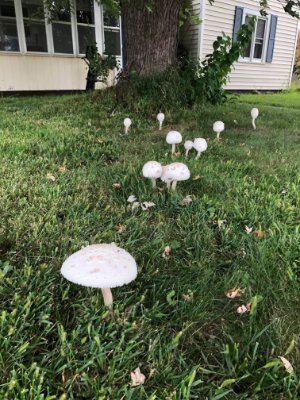 adson28419783's profile picture. 