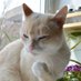 GatoMañoso (@manoso_gato) Twitter profile photo GatoMañoso (@manoso_gato) Twitter profile photo