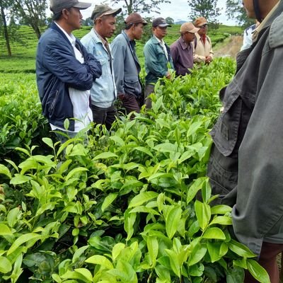 PuntenSitumora1's profile picture. pegawai bumn