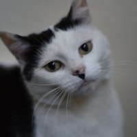 daisycat(@daisycat581yah1) 's Twitter Profile Photo