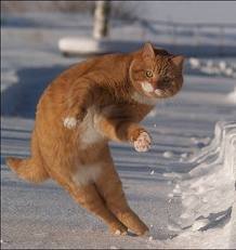 のらねこ_K