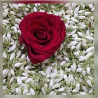 زير صامطه (@qdechnuv9kbqslx) Twitter profile photo
