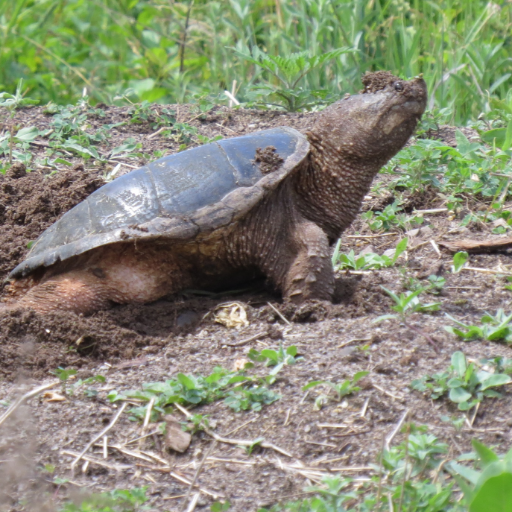 We are an independent wildlife monitoring group in Dundas, ON focusing on native turtles 🐢 in danger of becoming road kill!