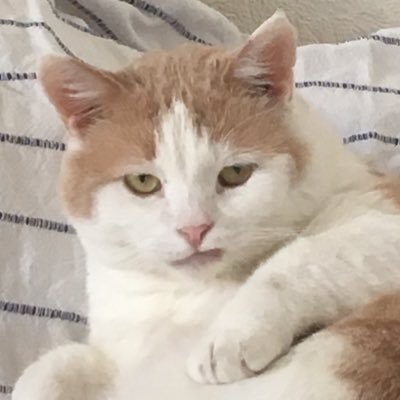 KotStepashka's profile picture. твиттер кота Степана (больше не Степашка). хозяйка @valya_de