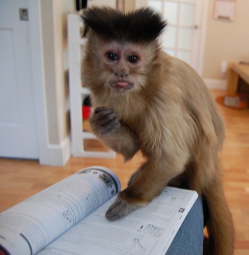 former marketing executive turned accidental caregiver is mother of 5 who lives with her family, their 2 dogs and one little monkey #kasey in concord, MA