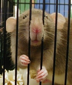 YaleKills's profile picture. Find out who does what to animals at Yale University.