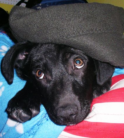 presseskater's profile picture. 