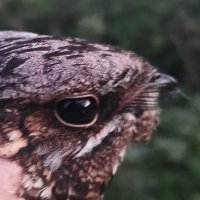 Hoppy(@fisherandbirder) 's Twitter Profile Photo