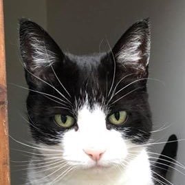 RoxyCat9's profile picture. 🌈 In loving memory of Roxy. She was 13. A black and white rescue diva. Loved eating, sleeping, Dreamies, bird watching. Went otrb 6/5/21 and much missed 🌈