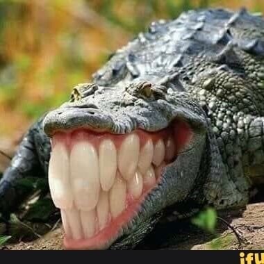 gator_denver's profile picture. Got a bad case of the Orange and Blue blues. Love the Gator's and Broncos. CHOMP CHOMP & LET'S RIDE