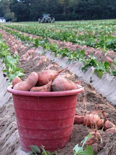 North Carolina's Processor and Shipper of Sweet Potatoes and Pickling Cucumbers.
