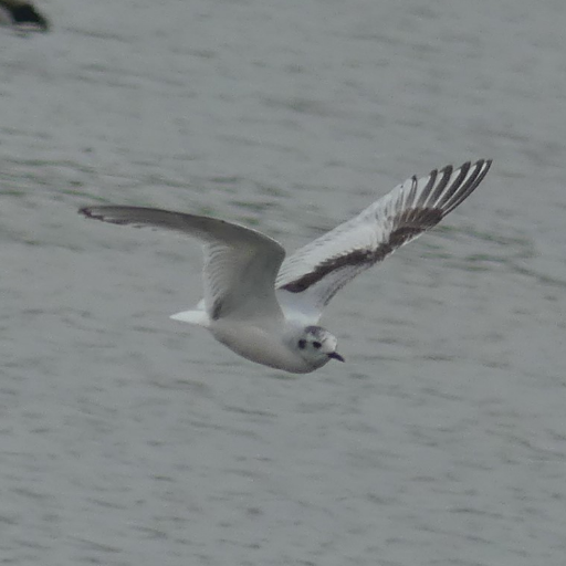 19 | London/Newcastle birder | Attempting to patch Ruislip Lido and Woods.