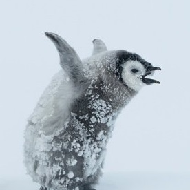 LeoLitz_'s profile picture. So this throwaway account is now my main twitter account? Cool!