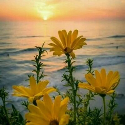 LakshmiKSingh1's profile picture. 