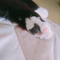 あさみ (@asm_itm) 's Twitter Profile