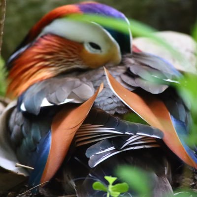 rn0rno's profile picture. エンジニア/PdM、AnyReach株式会社← 株式会社High Link ← クックパッド株式会社、古生物学、登山、ランニング、タイピング、ぷよぷよ