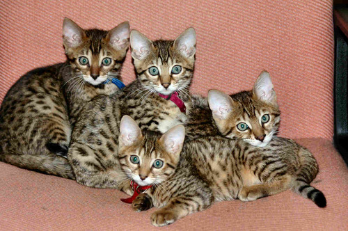 BoardingCattery's profile picture. We offer the best and safest caring environment for your cats in Misterton, just off the A631.