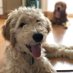 Therapy Dog Stella Bean ๐ฉ (@therapydogstell) Twitter profile photo Therapy Dog Stella Bean ๐ฉ (@therapydogstell) Twitter profile photo