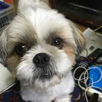 あべのまっくす (@h6ssrz3qbhya0hq) 's Twitter Profile