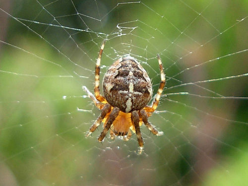 Spider freak, keen birder and beekeeper. Member of Anglesey BKA. Cymro.