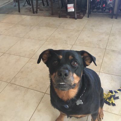 MylahHill's profile picture. Vermont +Florida +animals