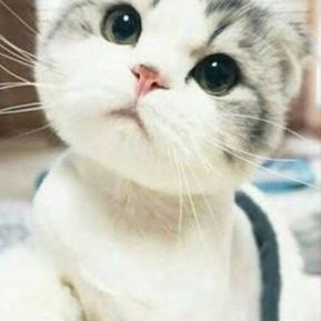 仔猫の親 Tamahaneko06 Twitter