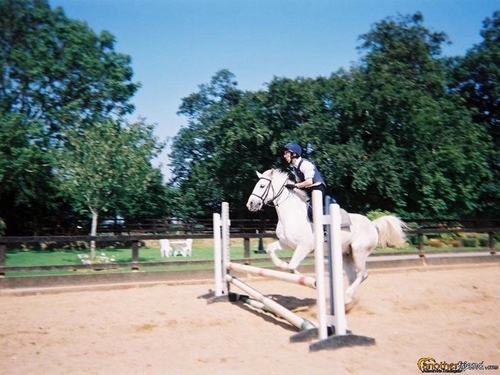 Horse Rider. #StandUpForRacing   @QPRFC. History Nut. Online Chess Player.