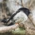jacqui_aotearoa (@jacqui_aotearoa) Twitter profile photo jacqui_aotearoa (@jacqui_aotearoa) Twitter profile photo