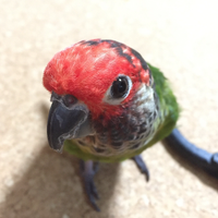 Pinya (@periquito36) 's Twitter Profile Photo Pinya (@periquito36) 's Twitter Profile Photo