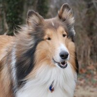 Karma (@karmathecollie) 's Twitter Profile