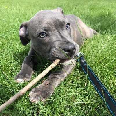 Hi humans. I’m Zeus. I want to let you know that staffies aren’t scary. Let’s be friends.