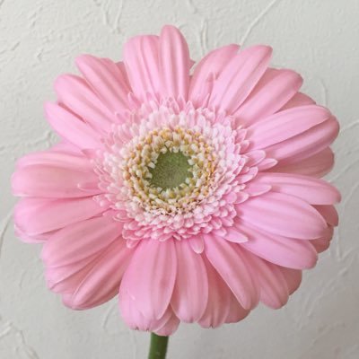 jyagarico6's profile picture. Nice to meet you!