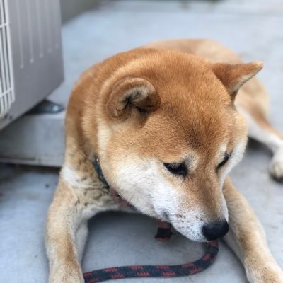 こうたろう 温めたミルクティーは 温めたミルクティー 冷やしたミルクティーは 冷冷たいミルクティー アップルティーと掛けまして レモンティーと解きます その心はどちらも フルーティでしょう ミルクティー お茶 大喜利ビート