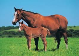 Love for a mom love for a baby horses!