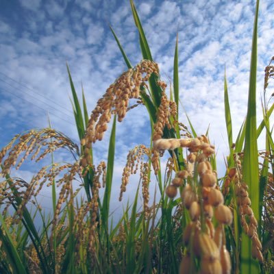 ぞうむ🌾さんのプロフィール画像