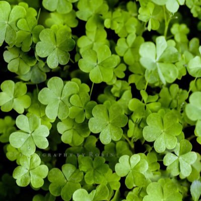 poojarajmp's profile picture. 