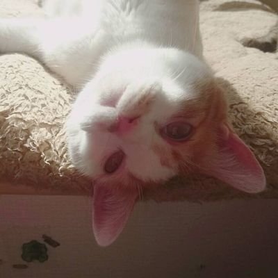 ロットン、10feet、ジーフリク、ボーンズ大好き42才の釣り好きです。嫁とワルガキ2男猫3人の一人かわいいにゃんこの長女は天国で見張り中。の7人家族です。