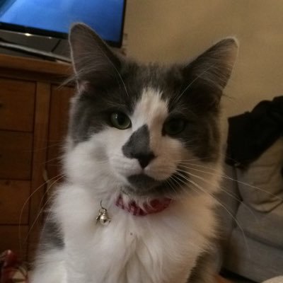 YougoteachC's profile picture. Director of Maths across a Trust