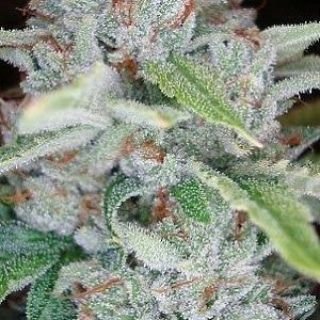 Weed-tastic (@BennyDaWeedman) / X