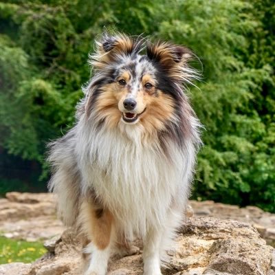 I’m a 3 year-old Shetland Sheepdog called Augustus but you can call me “Gus”!