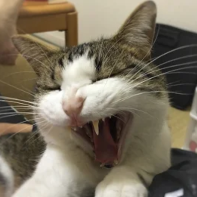 日本に生まれて良かった！アイコンの猫はうちのトラです😸
限りのある人生を精一杯楽しむ！自衛隊の皆様、陰日向なくいつも有難うございます！支那の人権問題には何も言わず、日本にだけ人権ガーというエセ市民団体は本国へお帰り下さい！自衛隊に反対する連中は、災害時に救助してもらう資格はない！
台湾大好き・行ってみたい！