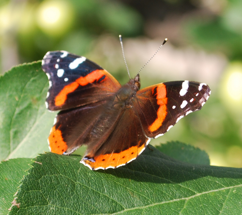 lewisvan's profile picture. Interested in career development, technological,and educational related ideas