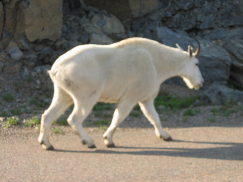 furpantz's profile picture. 