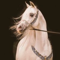 الوفاء 🕊 (@oow7m) 's Twitter Profile